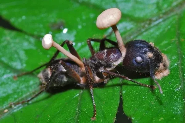 How the Zombie Fungus Takes Over Ants’ Bodies to Control Their Minds