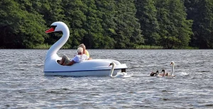 Swan