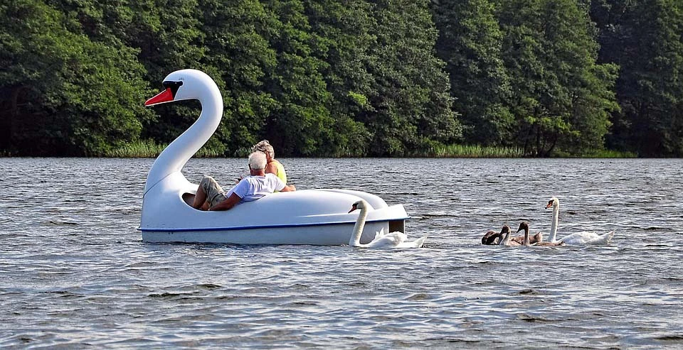 Swan - Predola