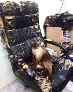 I am selling a designer chair