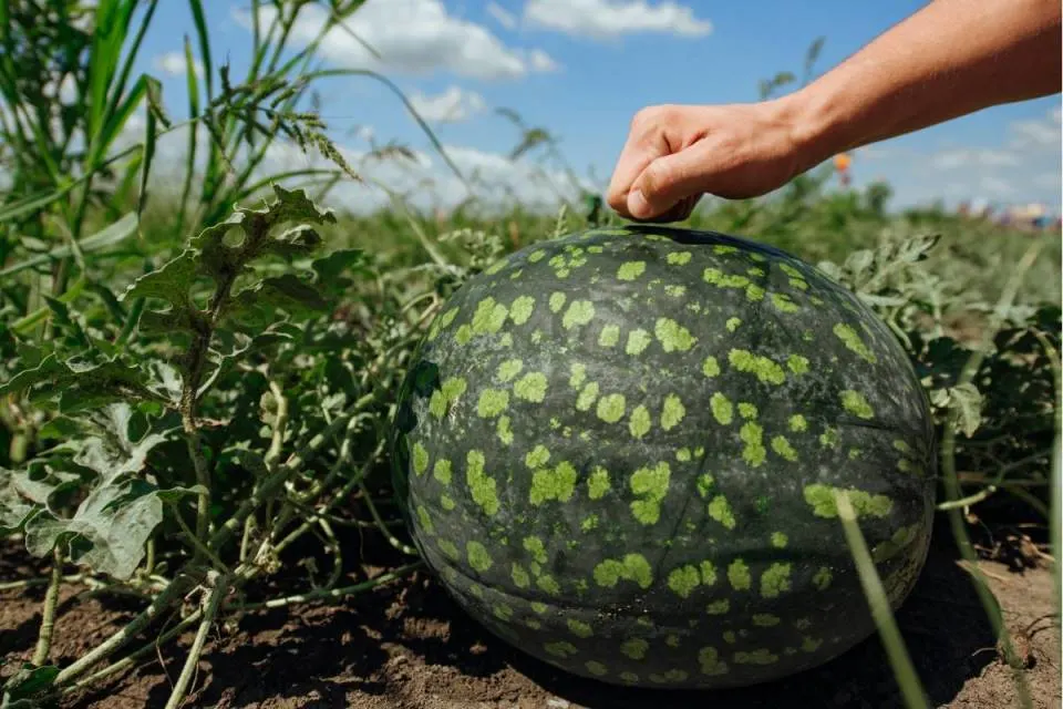 Watermelon