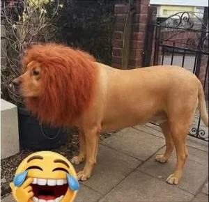 A new look for a pet