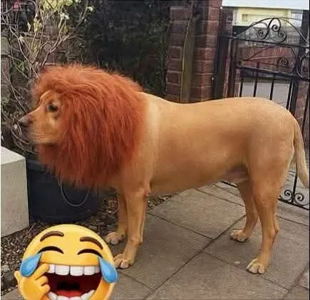 A new look for a pet