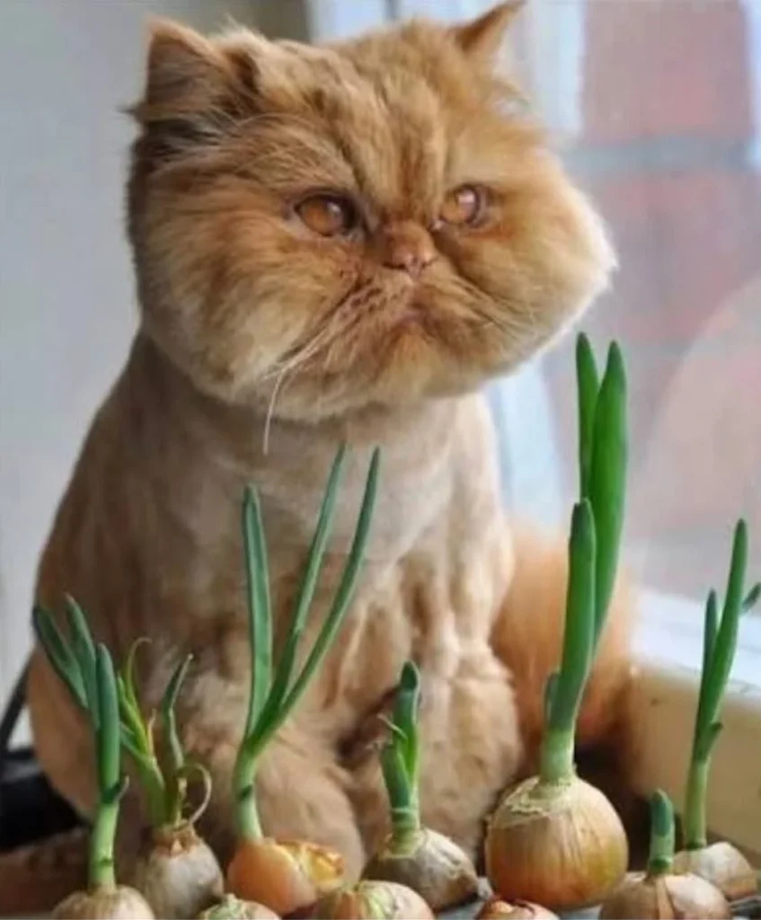 Disappointment of the Cat Gardener