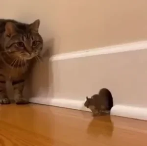 How to Catch a Mouse