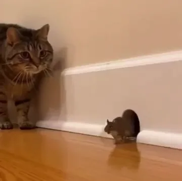 How to Catch a Mouse