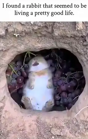 Rabbit hole