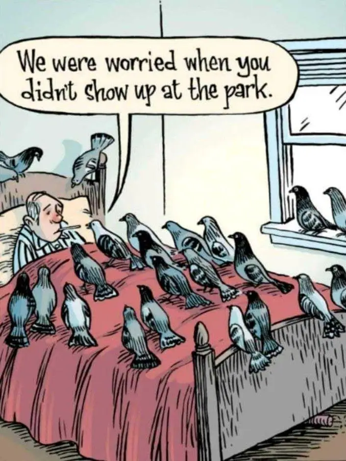 Pigeon`s care